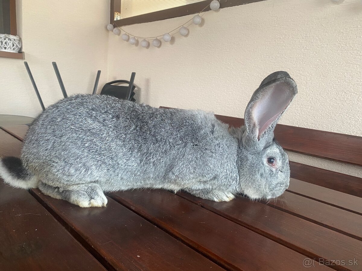 Belgický obor činčilový - 4