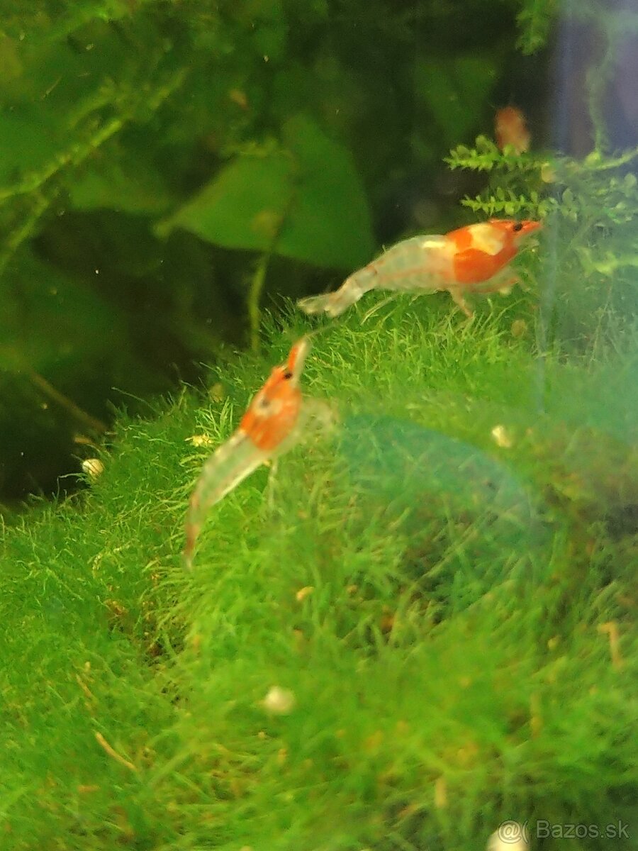 Krevety Caridina Crystal Red +Neocaridina Red rili - 4