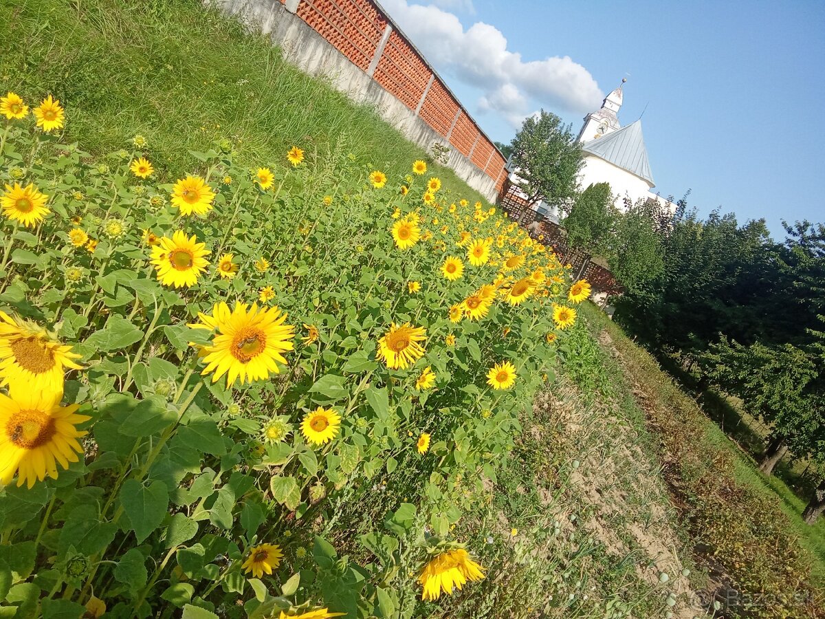 Slnečnica 🌻 - 4