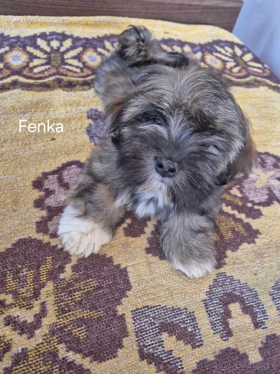 Šteniatka Lhasa Apso bez PP - 4
