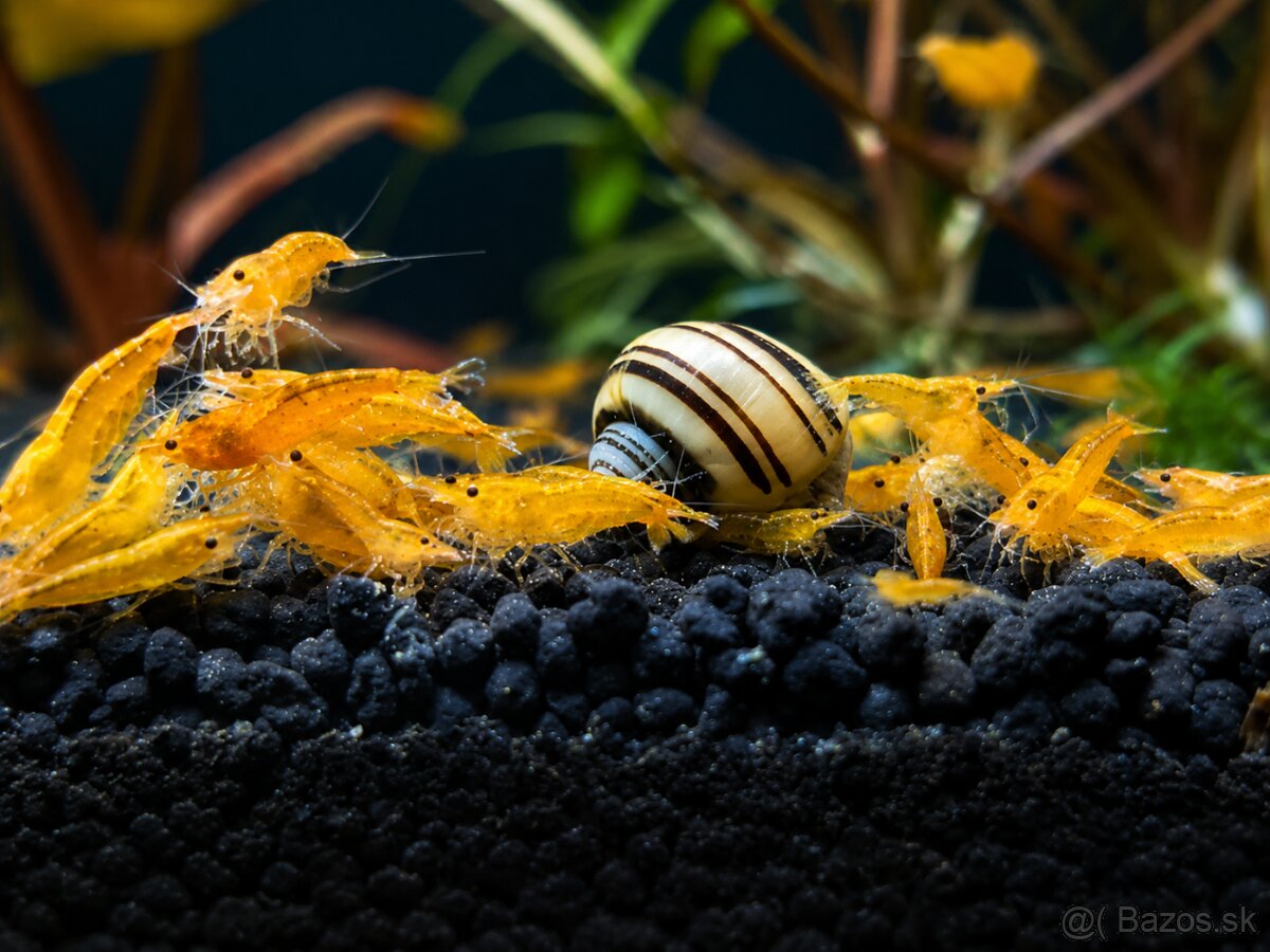 Predám krevety Neocaridina davidi Orange - 4