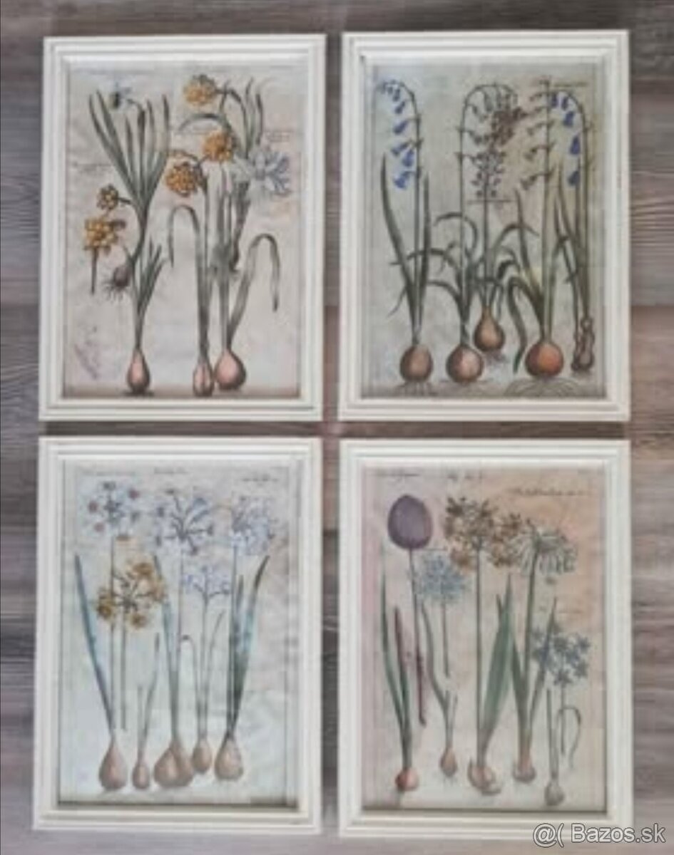 Sada 4 kusov botanických obrázkov Cibuľoviny... - 4