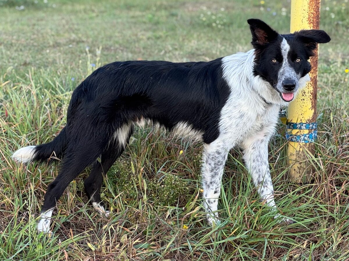 Border collie psik - 4
