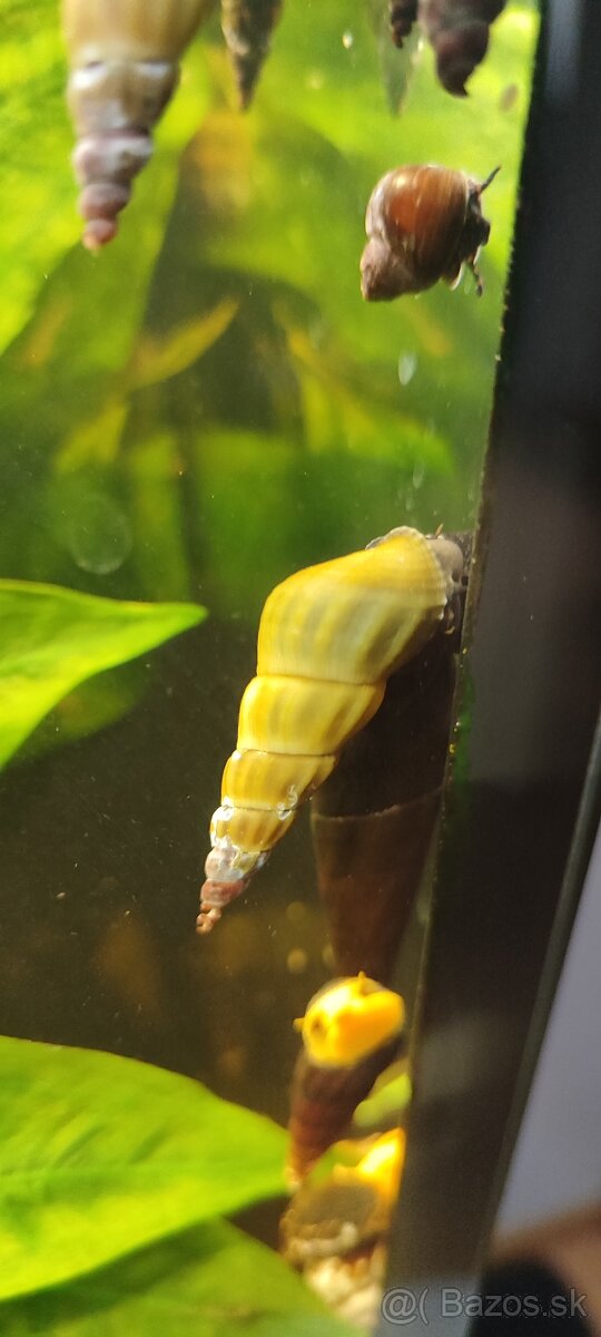 Slimák Brotia herculea +Gupky - 4