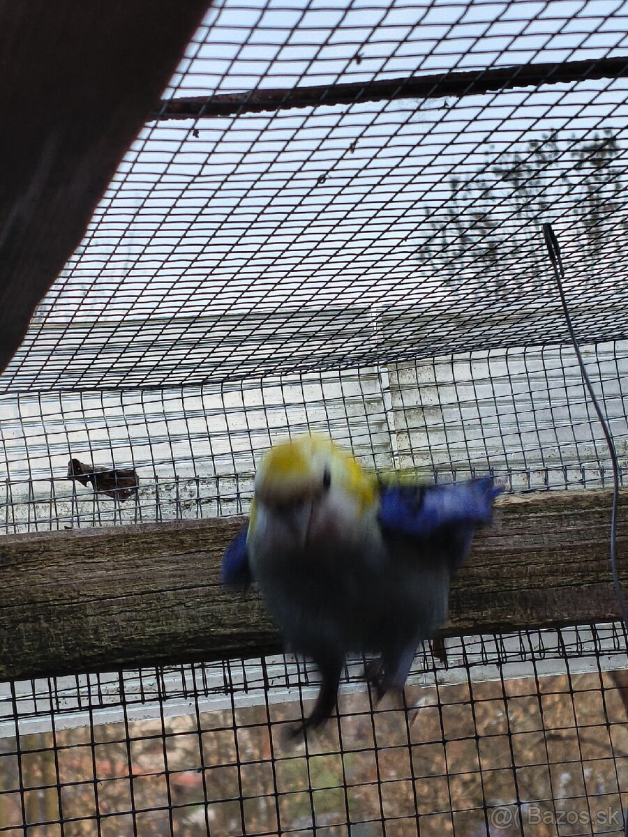 Rozela Žltohlava - 4