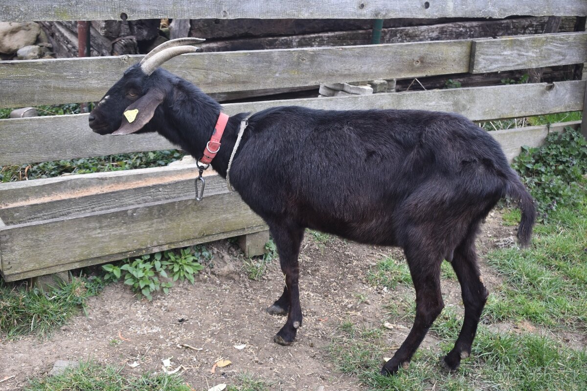 Predam podielove Anglonubijske kozy - 4
