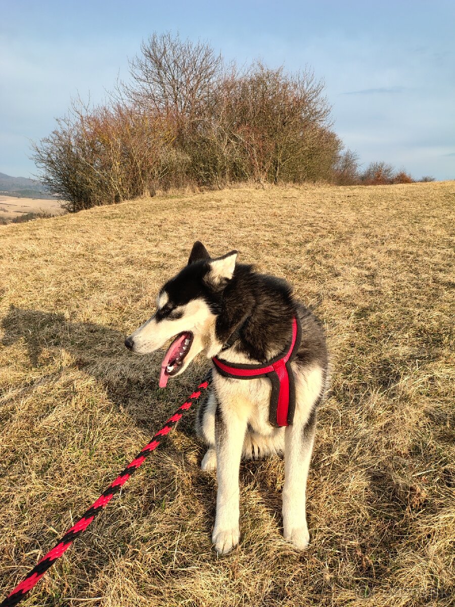 Sibírsky Husky fenka - 4