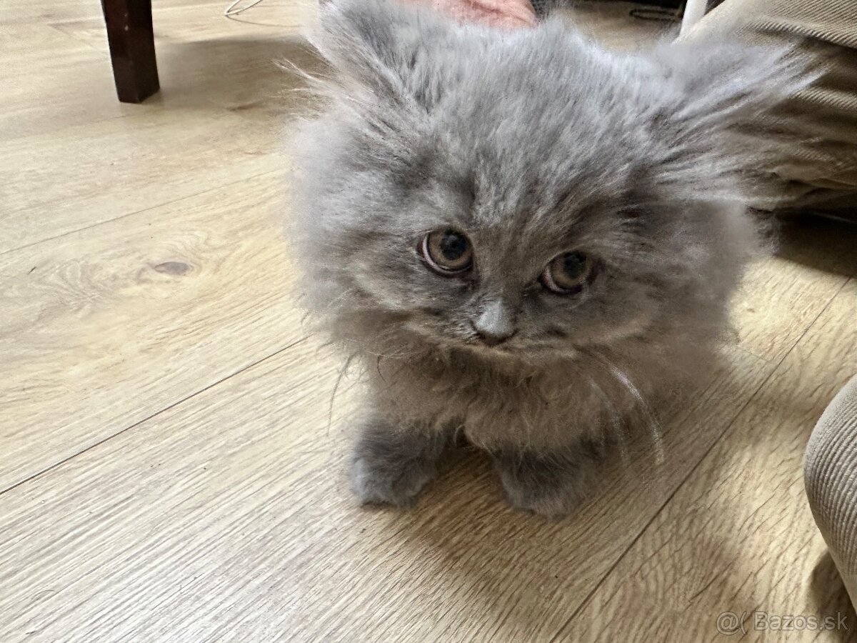 Predám britské dlhosrsté mačiatka - 4