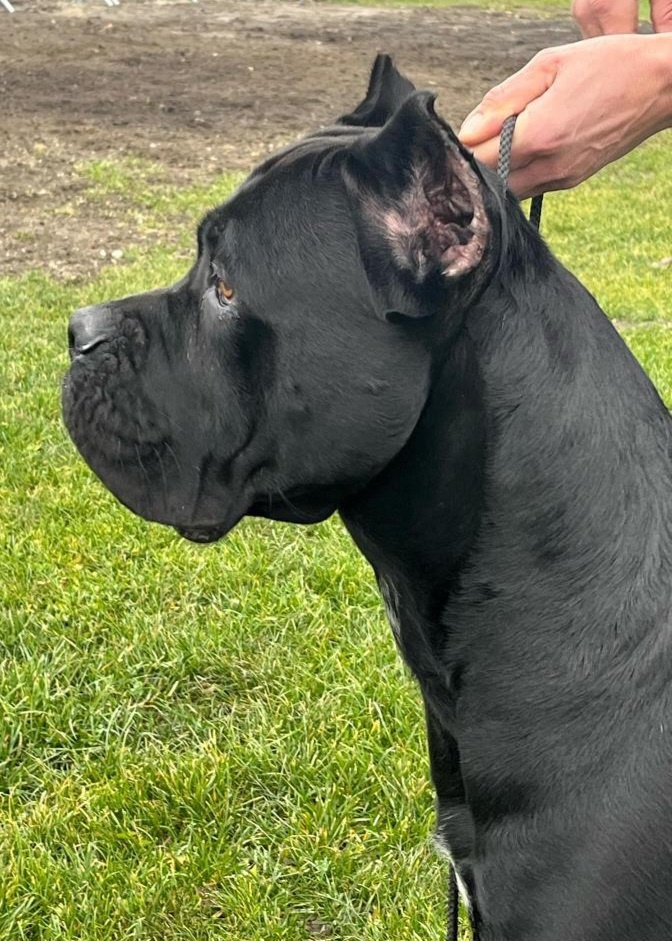 Krytie Cane corso - 4