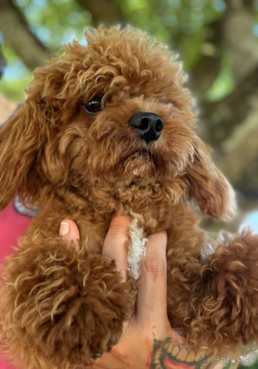 Maltipoo červený - 4