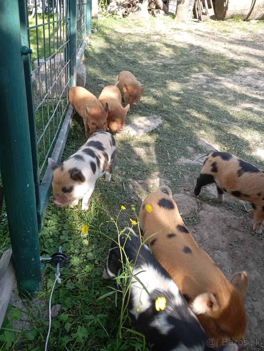 Kune Kune - selátka - 4