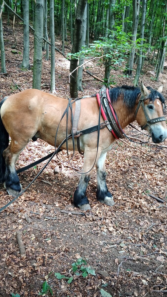 Predám ťažného koňa - 4
