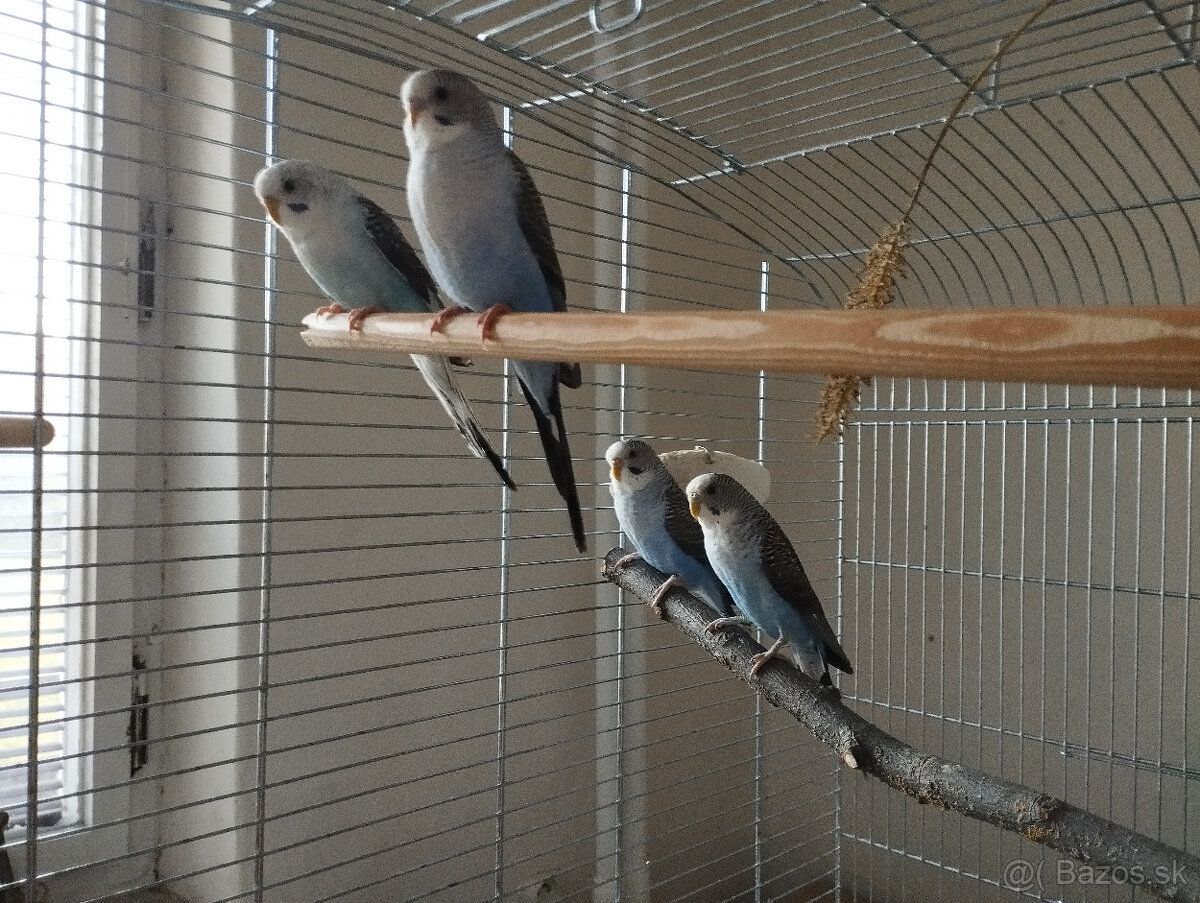 predám andulky čiernokrídle - 4