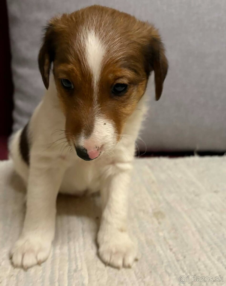 Hladkosrsty foxterier - 4