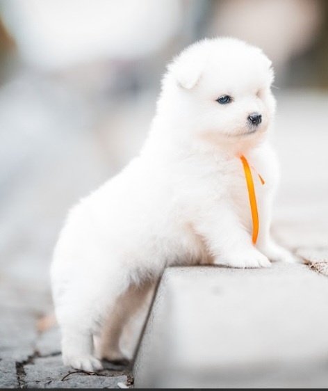 Samojed - 4