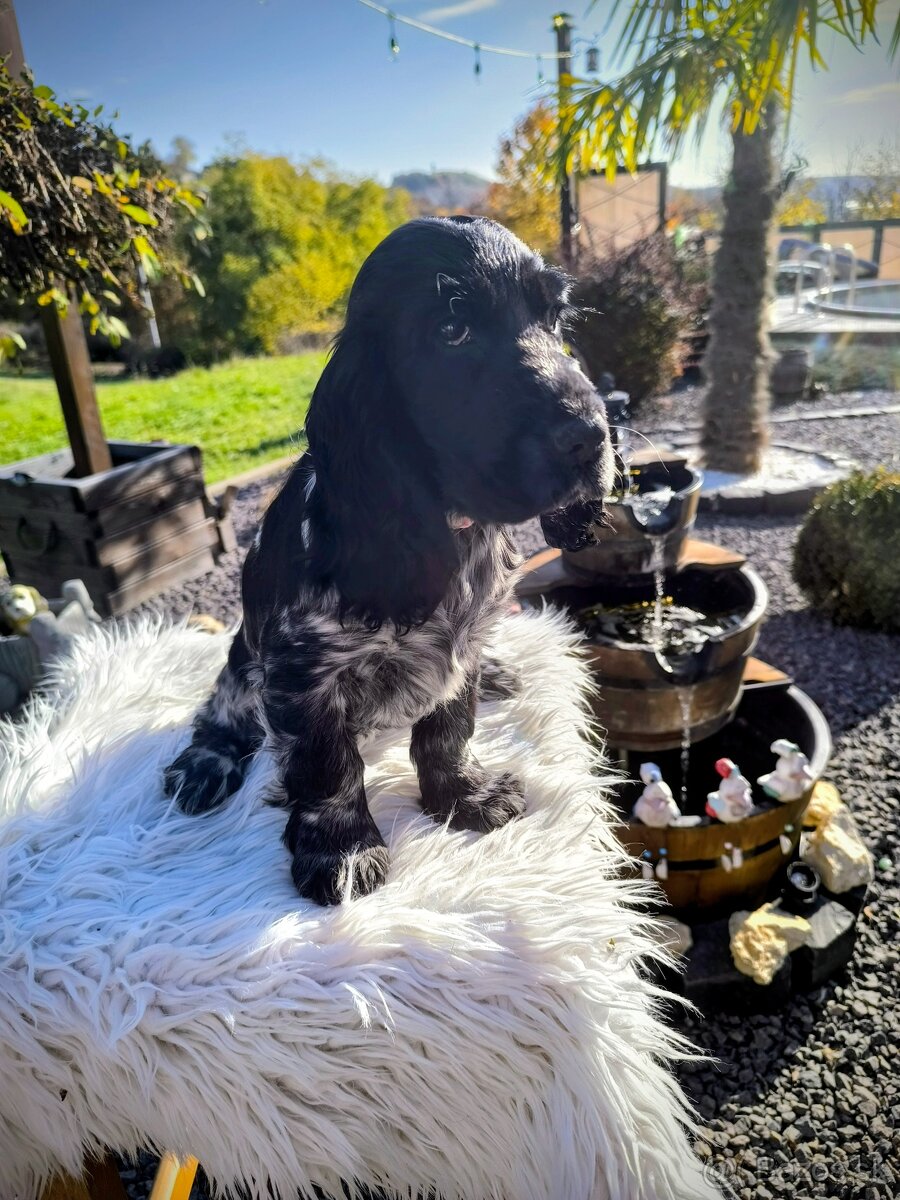 Anglický kokeršpaniel šteniatko - 4