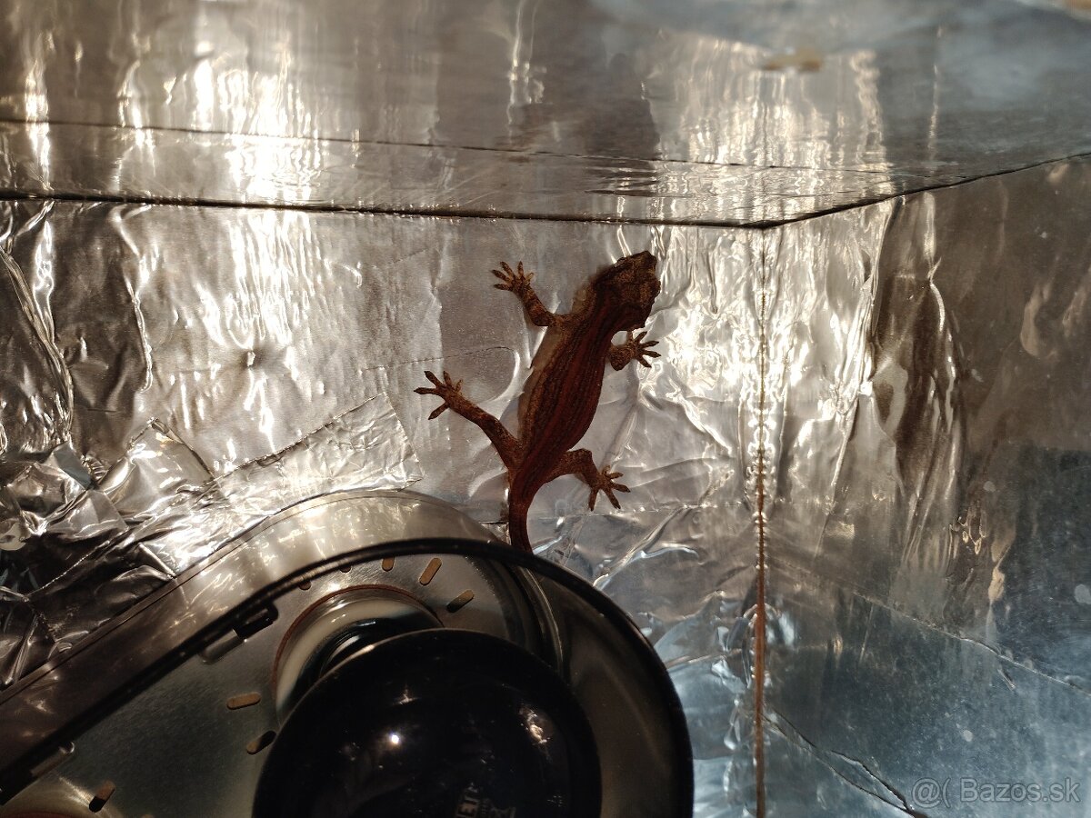 Pagekon hrbolkohlavý (gargoyle gecko) - 4