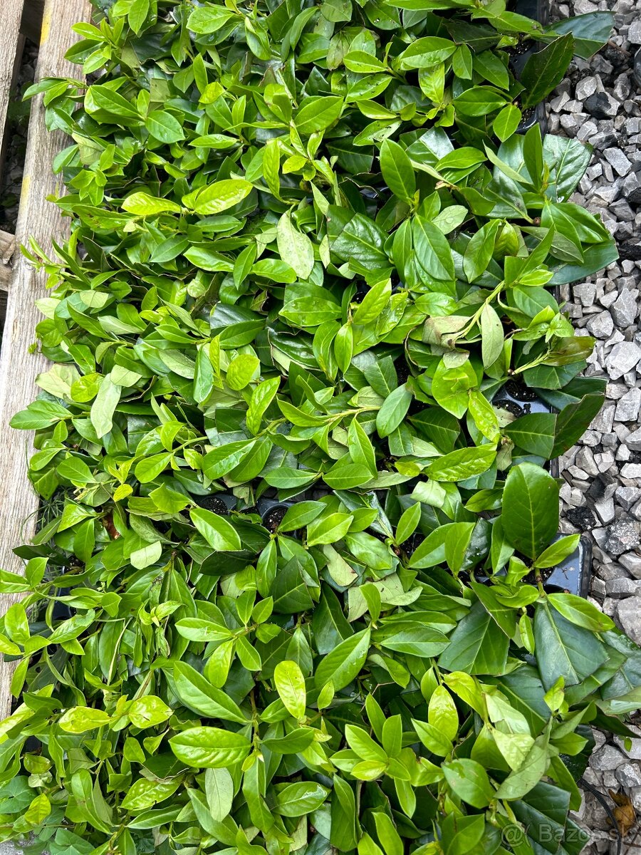 Vavrinovec lekarsky novita živy plot - 4