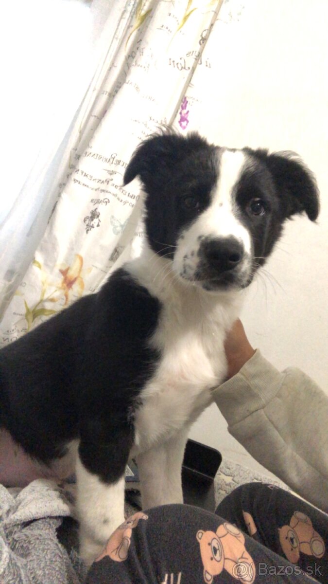 Predávam tohto krásneho psíka - 4