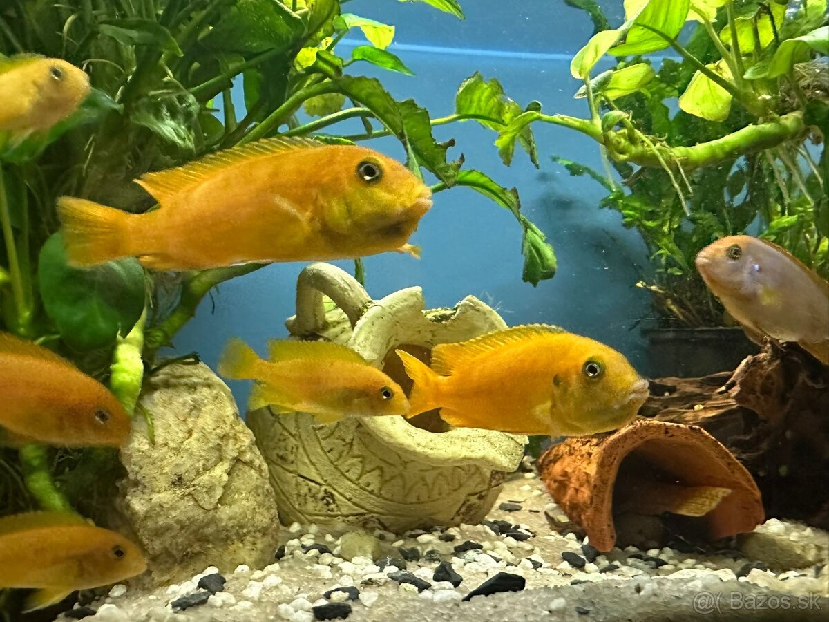 Predám Cichlidy - Pseudotropheus saulosi - Vlastný chov - 4