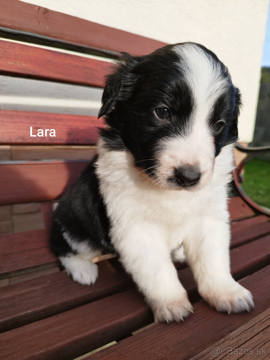 Šteniatka border kólia - 4