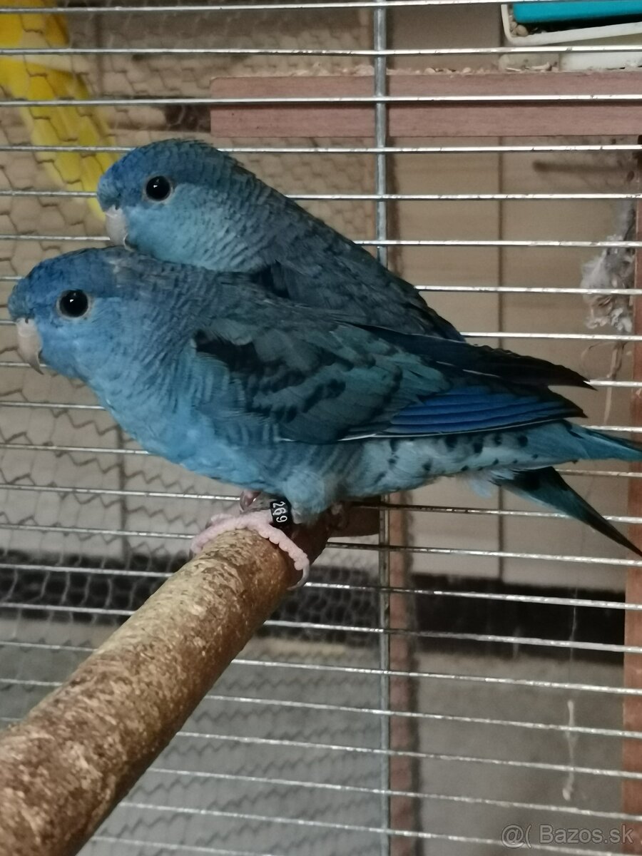 Aymara pruhovana - 4