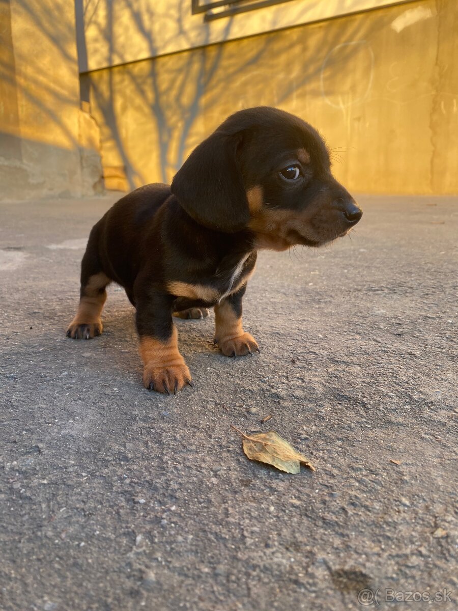 Jazvečík krátkosrstý - 4