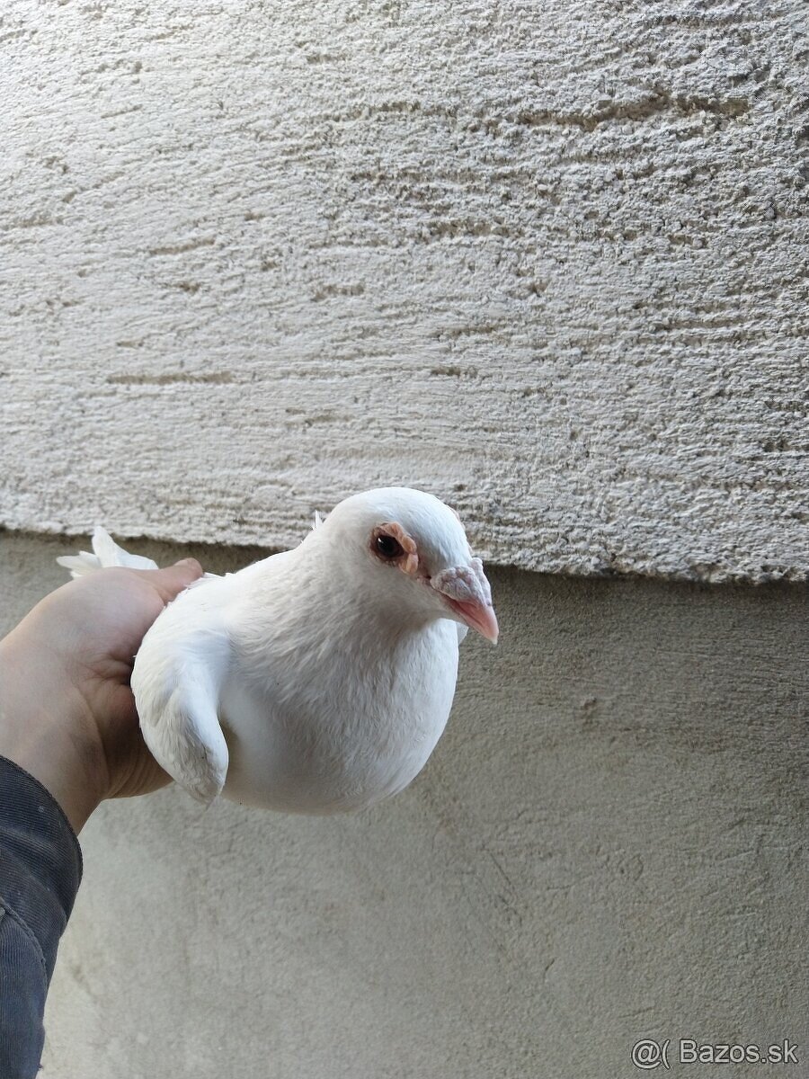 Biele poštové holuby - 4
