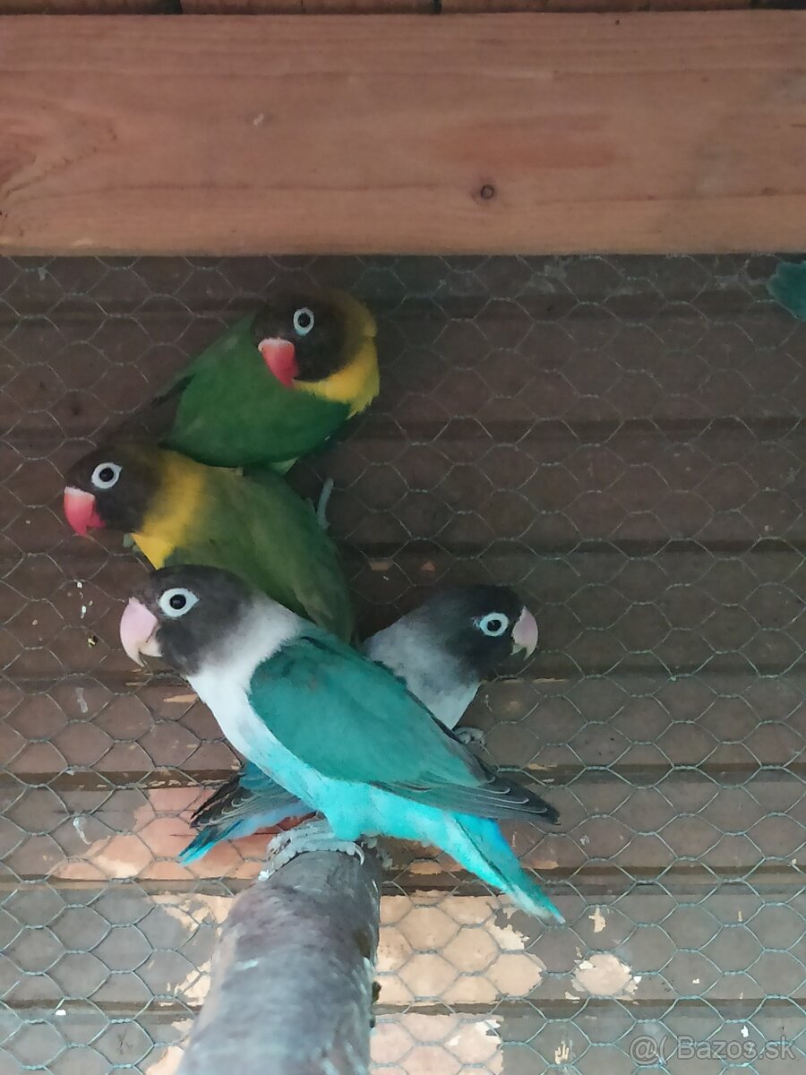 Agapornisy škraboškove - 4