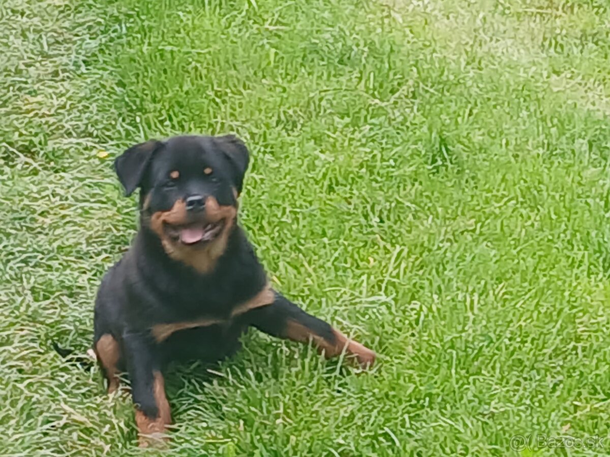 Rottweiler, rotvajler, rottwailer, rtw - 4