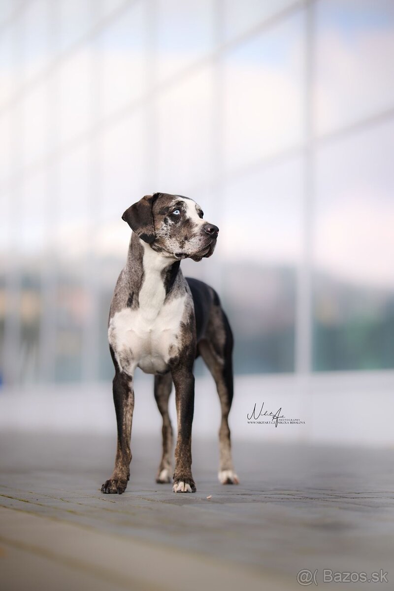 Louisianský leopardí pes Catahoula s PP - 4