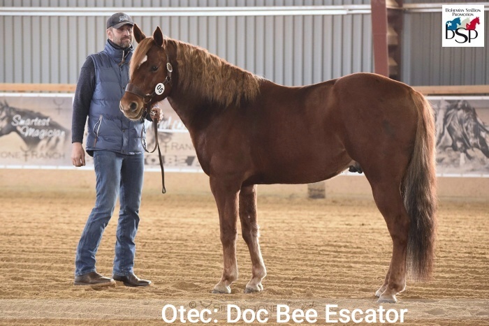 Pripuštanie American quarter horse - 4