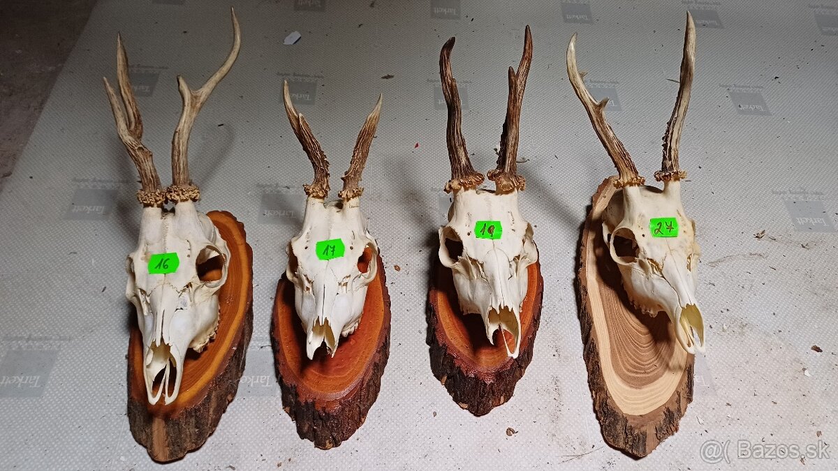 Trofeje - srnec, parožie - 4