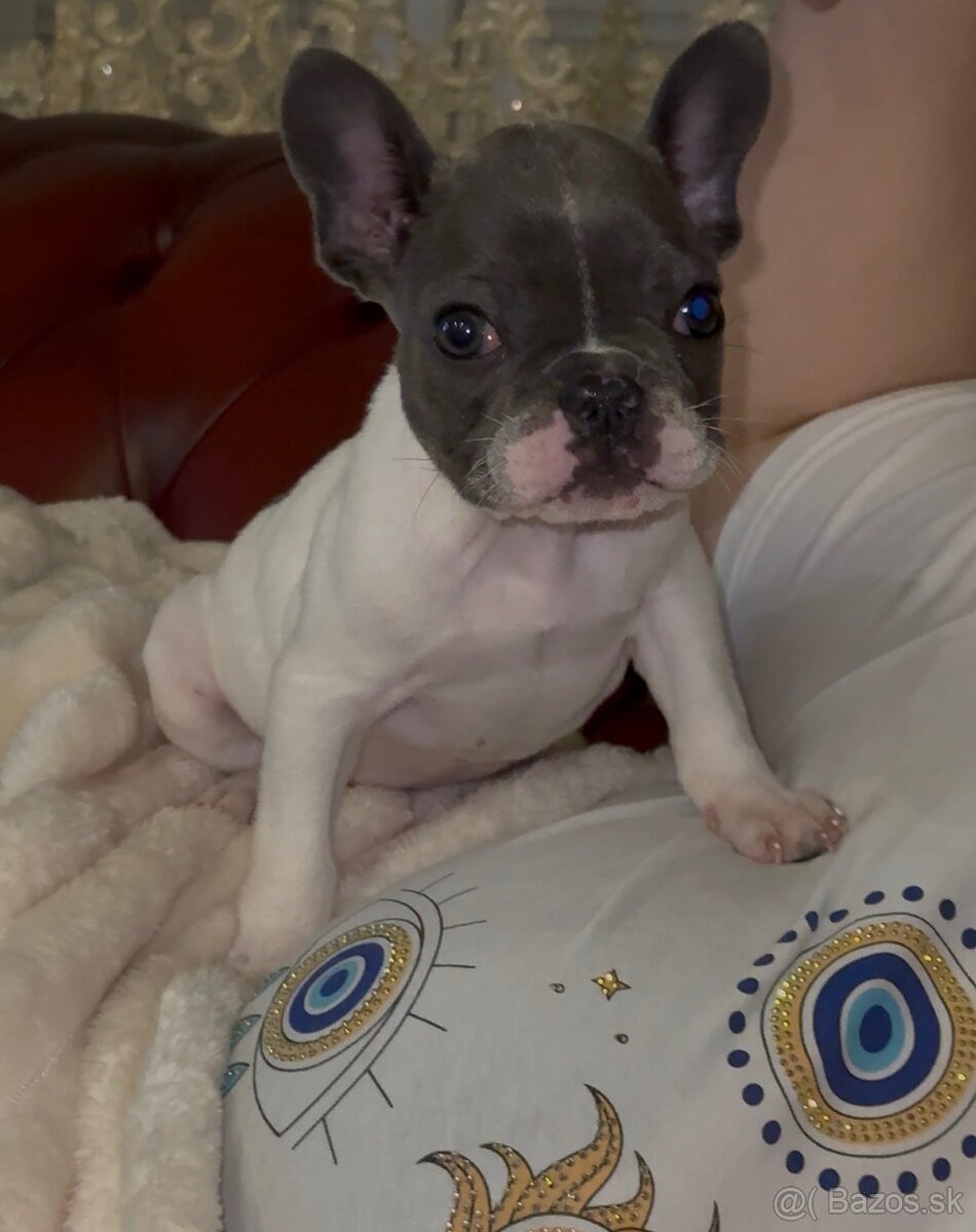 Francúzsky buldoček - 4