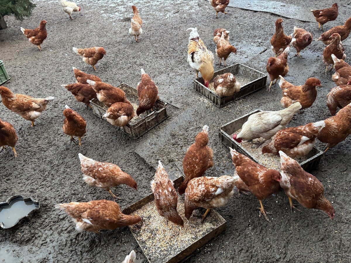 Vysokoznáškové nosnice / mládky - 4