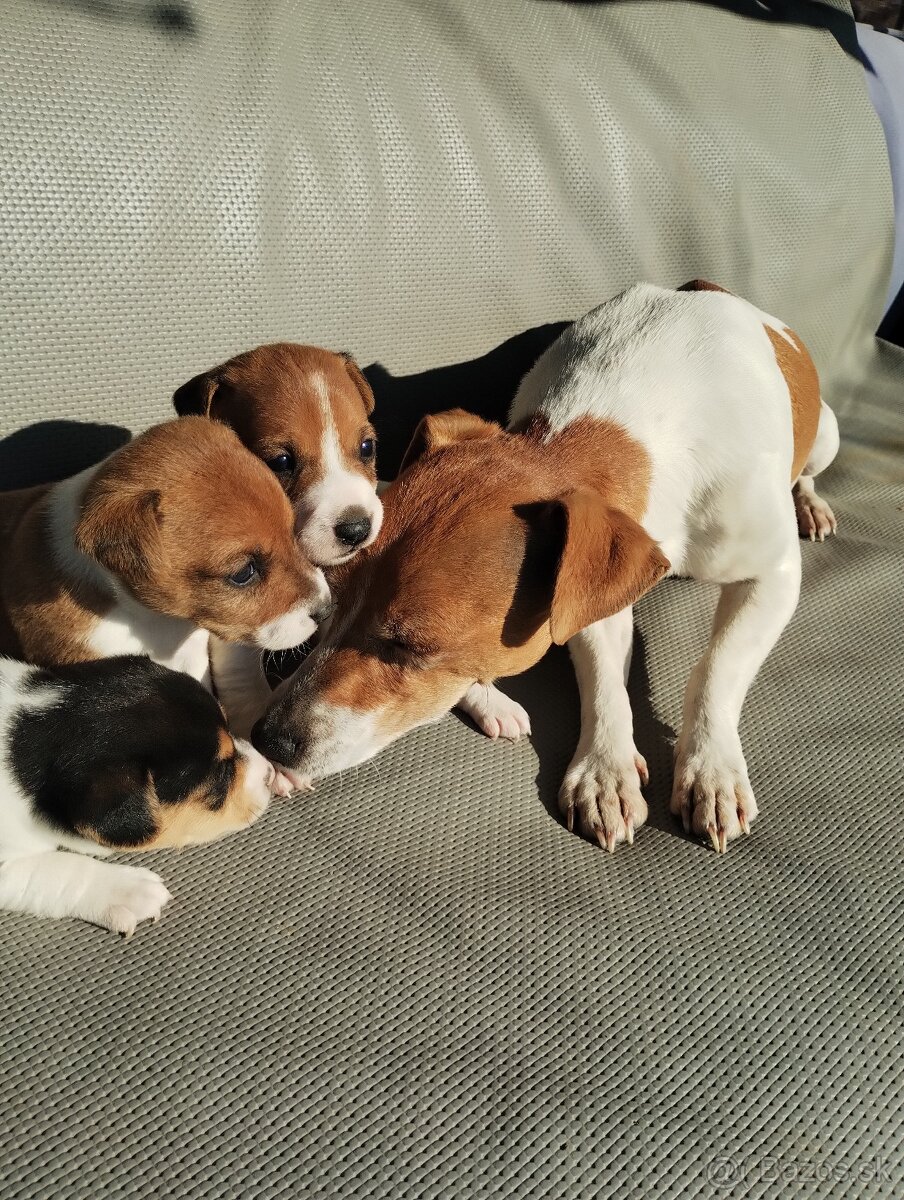 Jack russel terier - 4