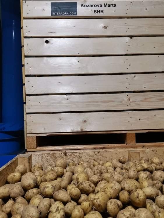 Domáce ZEMIAKY a CIBUĽA aj na zaváranie - 4