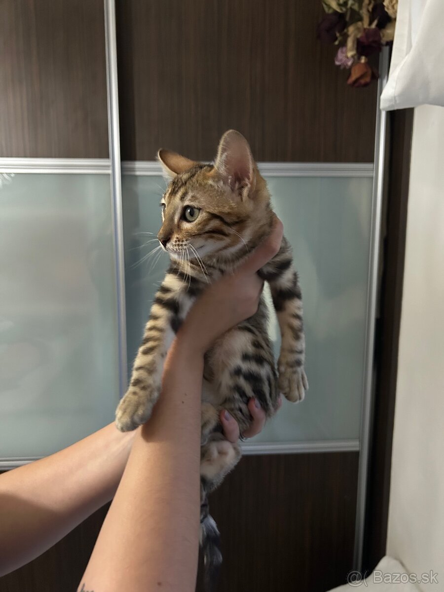 Bengálske mačiatka - 4