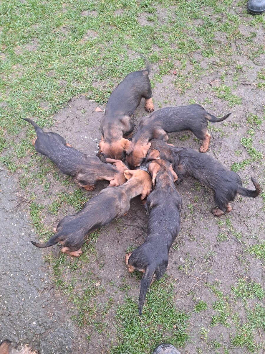 Jazvečík hrubosrstý šteniatka - 4