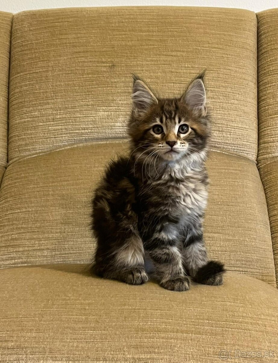 Mainské mývalie mačiatka, maine coon - 4