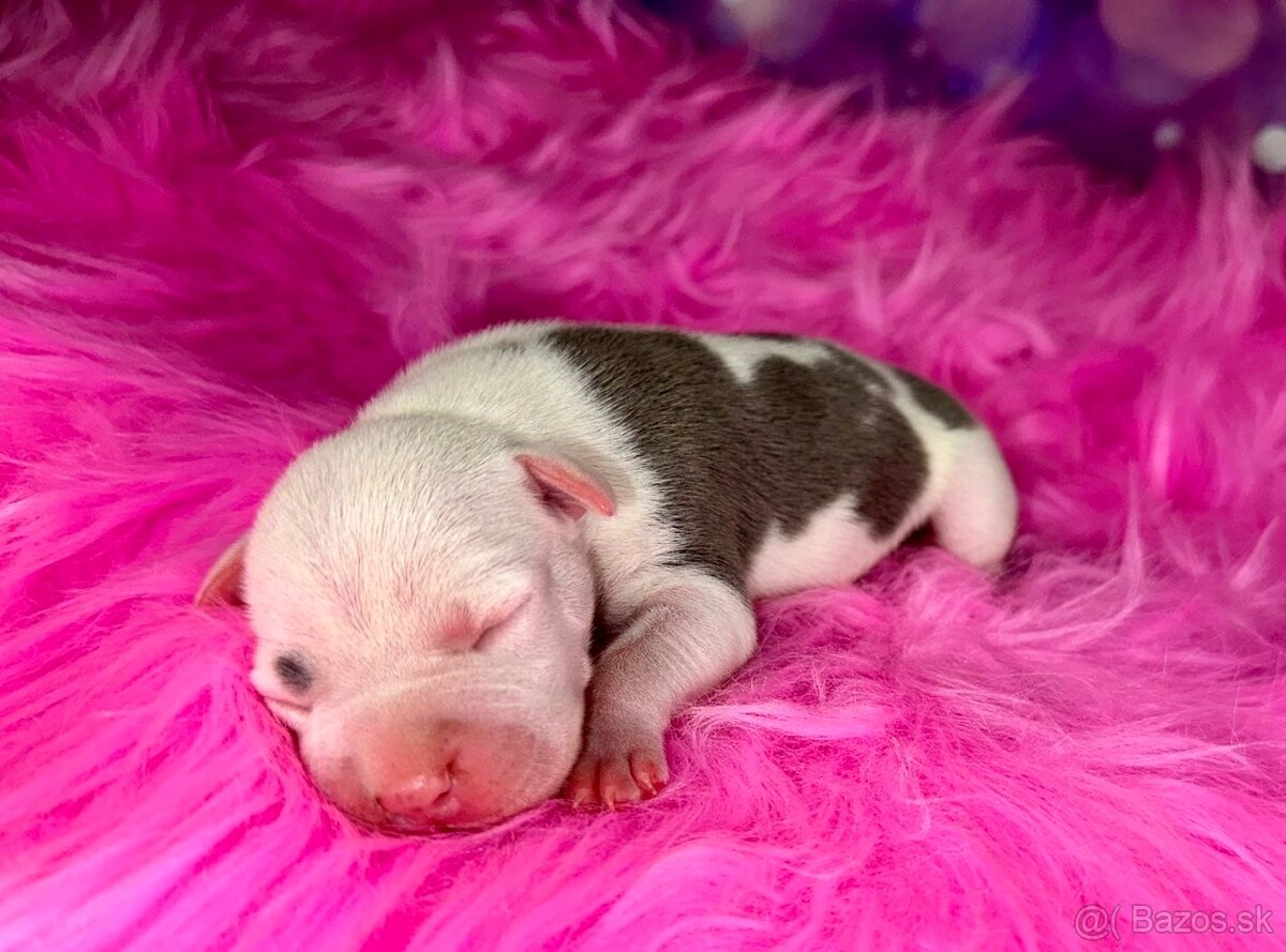 Americký Stafordšírský Teriér s PP - 4