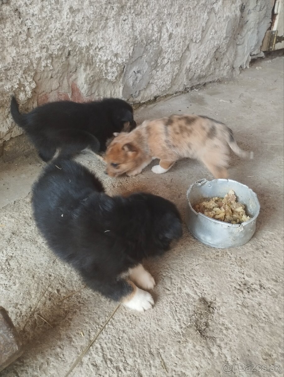 Šteniatka Border Kólia - 4