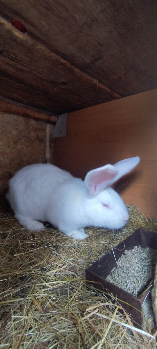 Predávam Samčeka hyla x belgický obor albín - 4