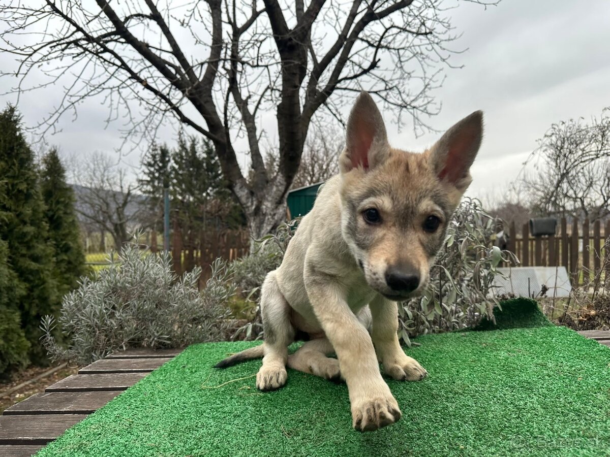 Fenka československý vlčiak s PP - 4