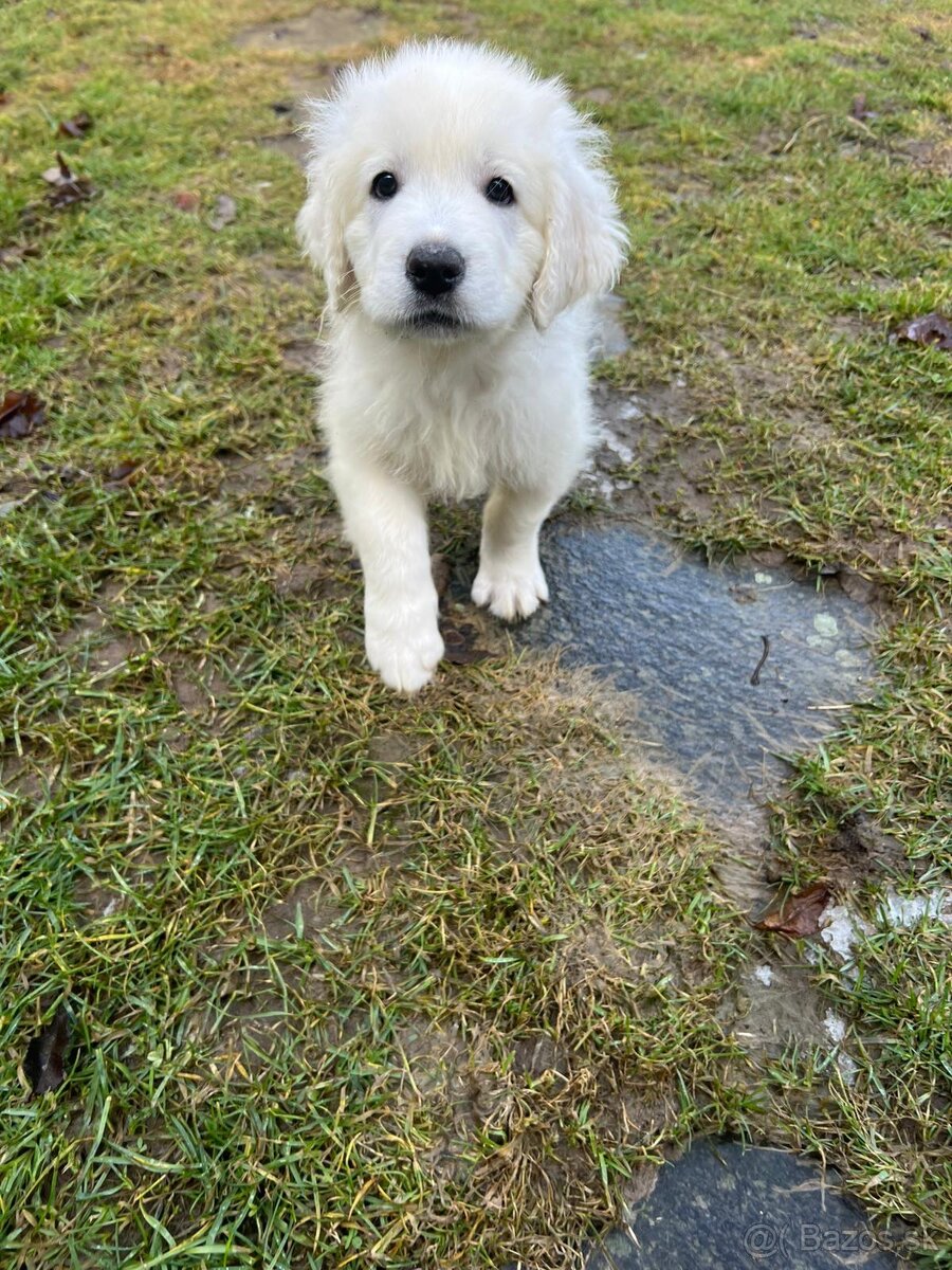 Slovenský čuvač s PP - 4