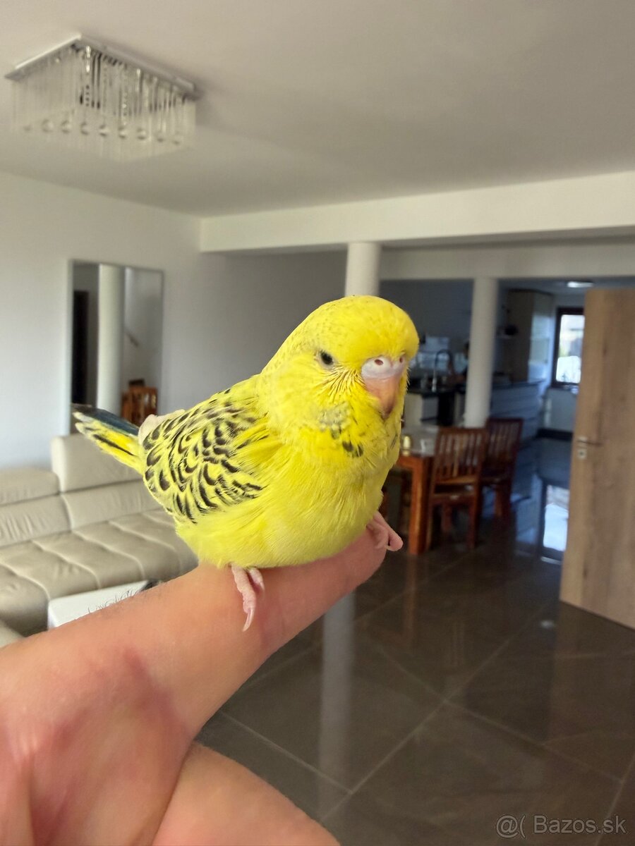 Andulka TCB Maznačik - 4