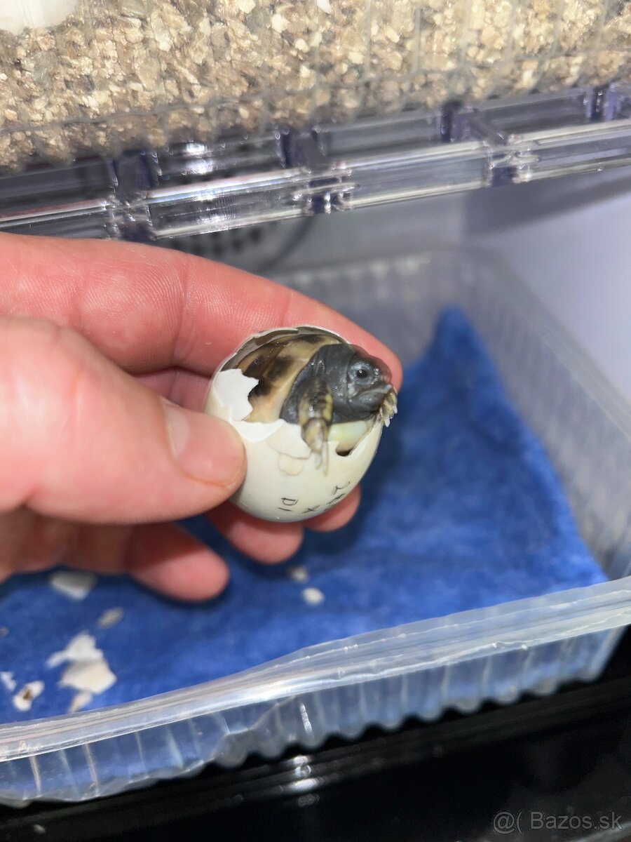 Suchozemska korytnacka - 4