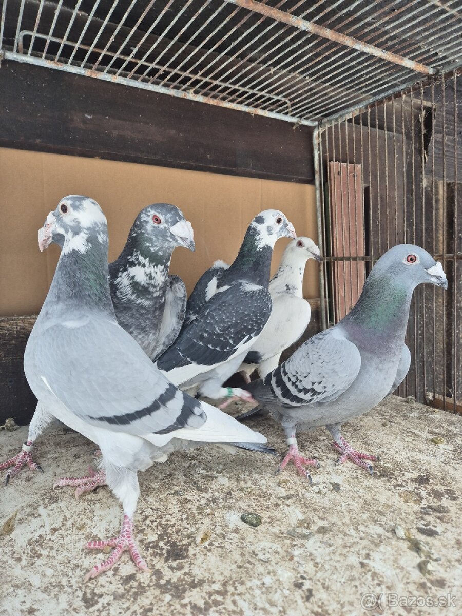 Predám holuby - 4