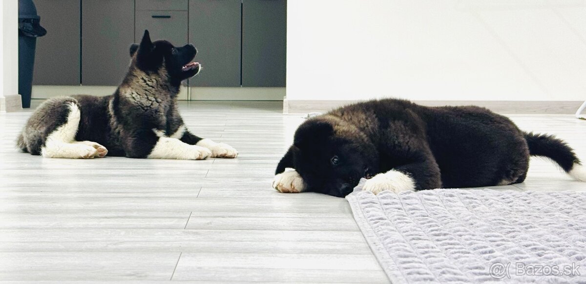 Šteniatka Americká Akita - 4