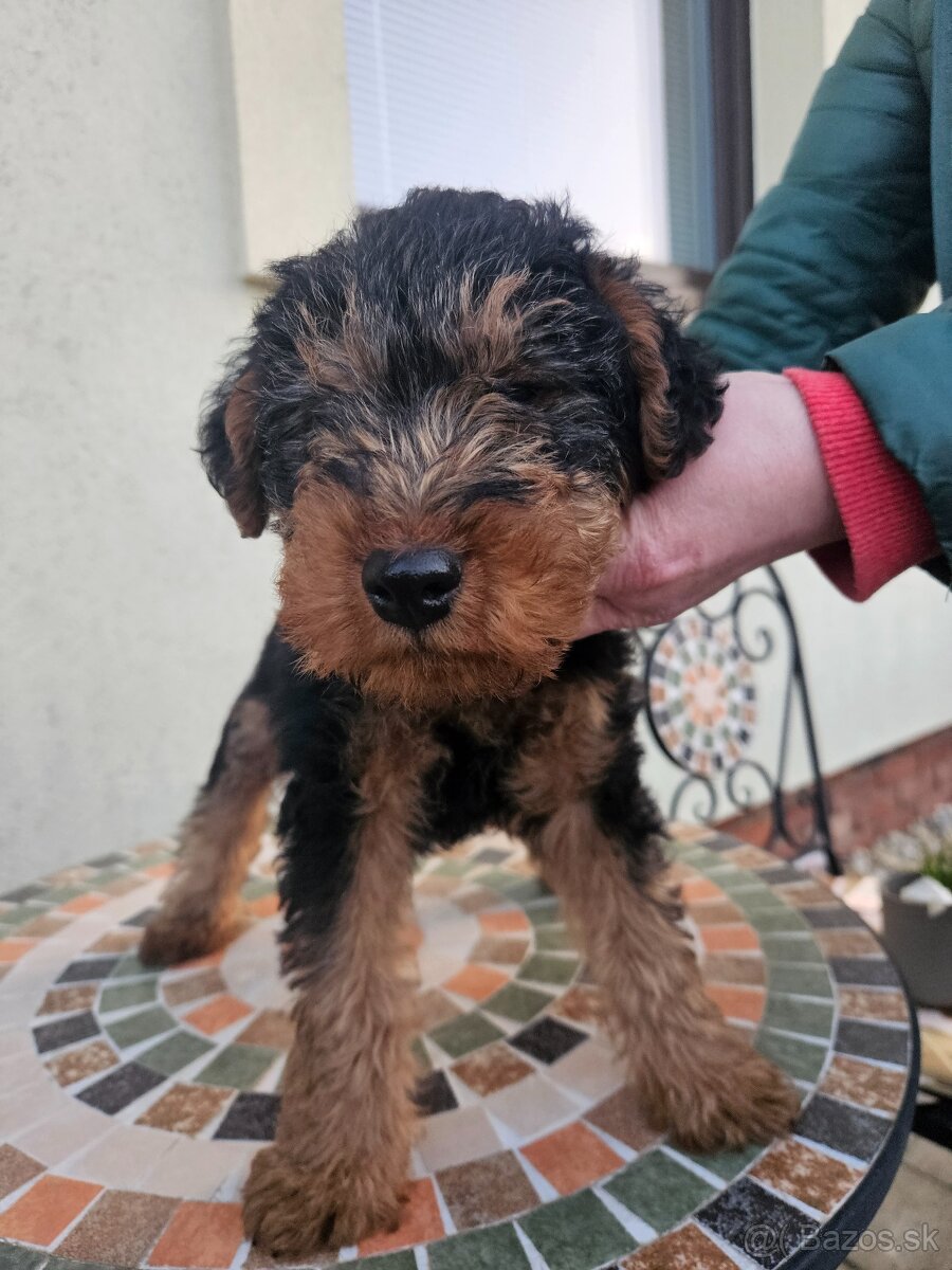 Welsh terrier s PP. - 4